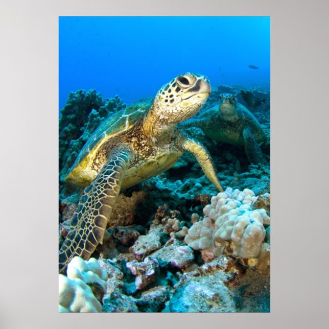 Poster Turtle Pair (Frente)