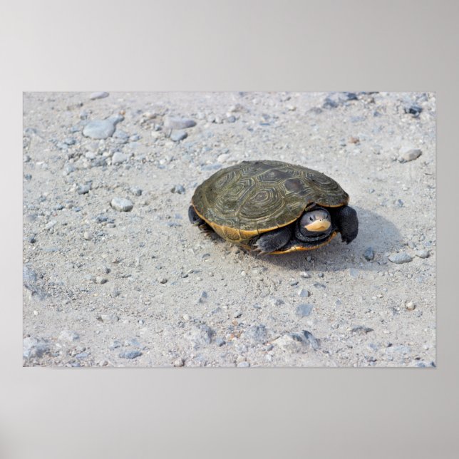 Poster Turtle Photo (Frente)