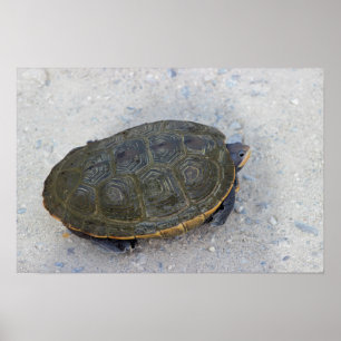 Poster Turtle Photo