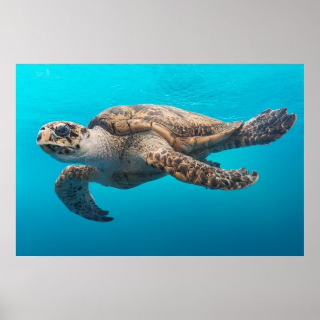 Poster Turtle Photograph Blue Ocean (Frente)
