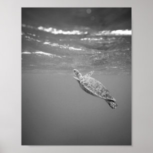 Poster Turtle Sea Life Black and White