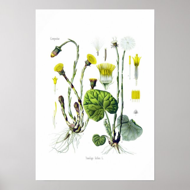 Poster Tussilago farfara (Coltsfoot) (Frente)