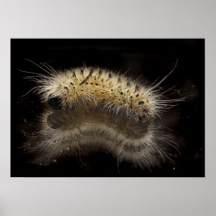Pôster Tussock Caterpillar da hicória