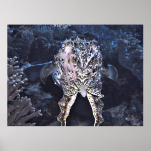Poster Tuttlefish Tentules