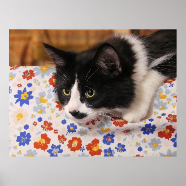 Poster Tuxedo Cat (Frente)