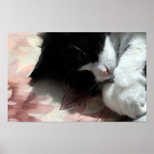 Poster Tuxedo Cat Art Bonito Rosa Nose Gatos De Gato Rosa