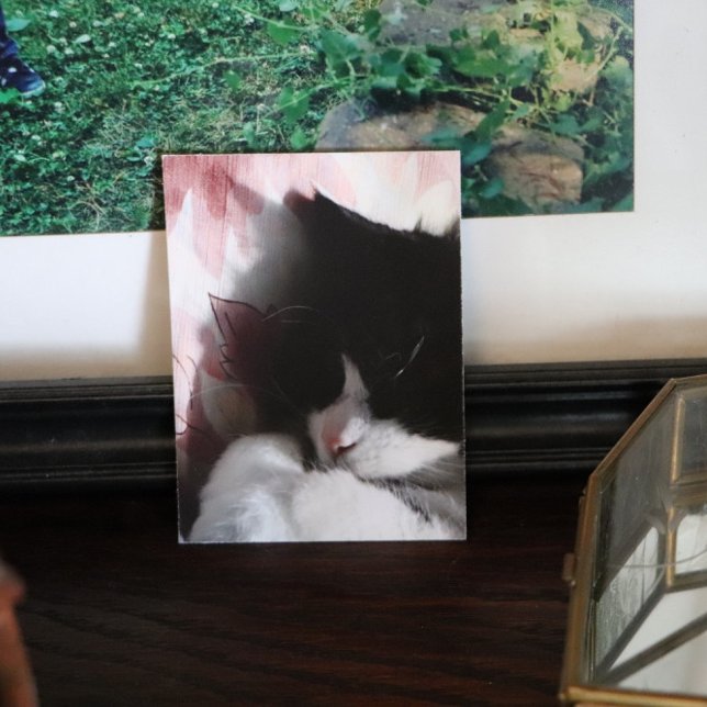 Poster Tuxedo Cat Art Cute Pink Nose Kitty Art Poste (Criador carregado)