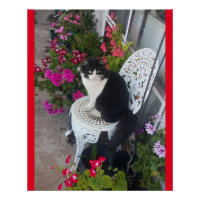 Tuxedo Cat Flowers Bonito Gatos Gatos Cartão de An