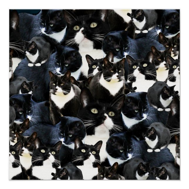 Pôster Tuxedo Cat Madness (Frente)