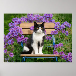 Poster Tuxedo cat sitting on a garden chair with flowers