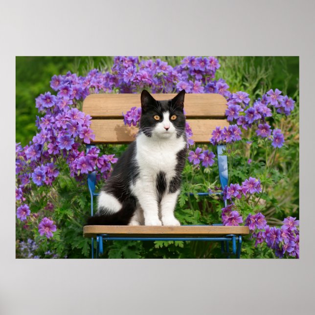 Poster Tuxedo cat sitting on a garden chair with flowers (Frente)