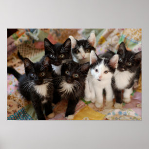Pôster Tuxedo Kittens