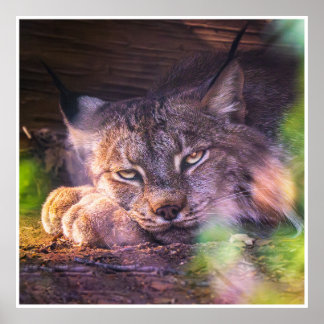 Poster Twilight Guardian: Resting Lynx