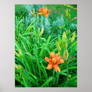 Pôster Twin Daylily e Artemesia