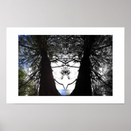 Poster Twisted Branches Yosemite Reflection Photography