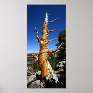 Pôster Twisty Foxtail Pine - Serra Nevada