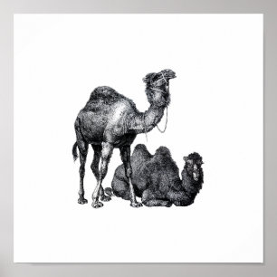 Pôster Two camels One standing One lying down drawing