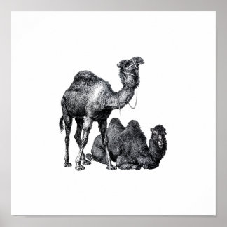 Pôster Two camels One standing One lying down drawing