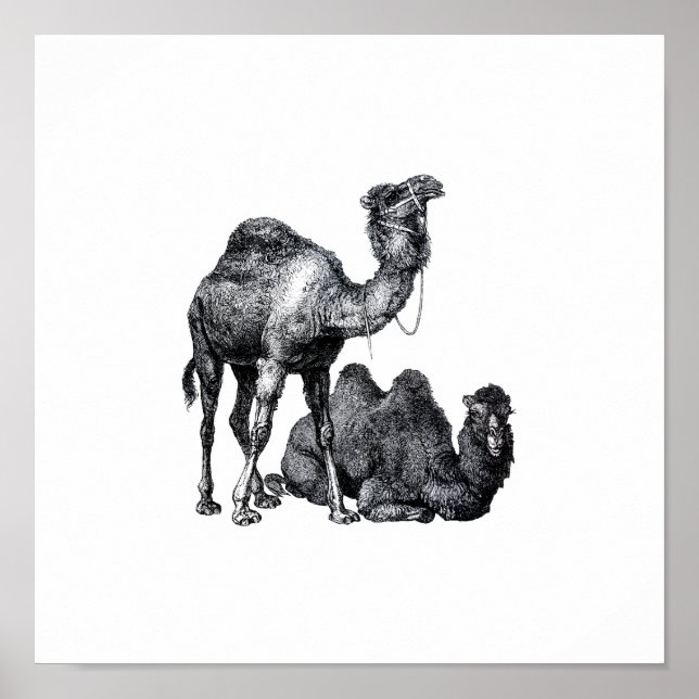 Pôster Two camels One standing One lying down drawing (Frente)