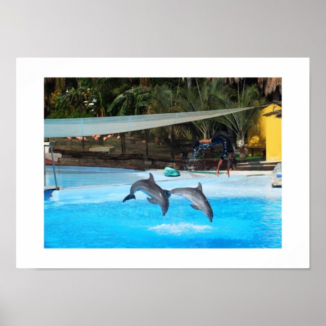 Poster Two dolphins animal (Frente)
