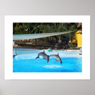 Poster Two dolphins animal