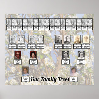 Poster Two Family Trees on White Blossoms Photo    