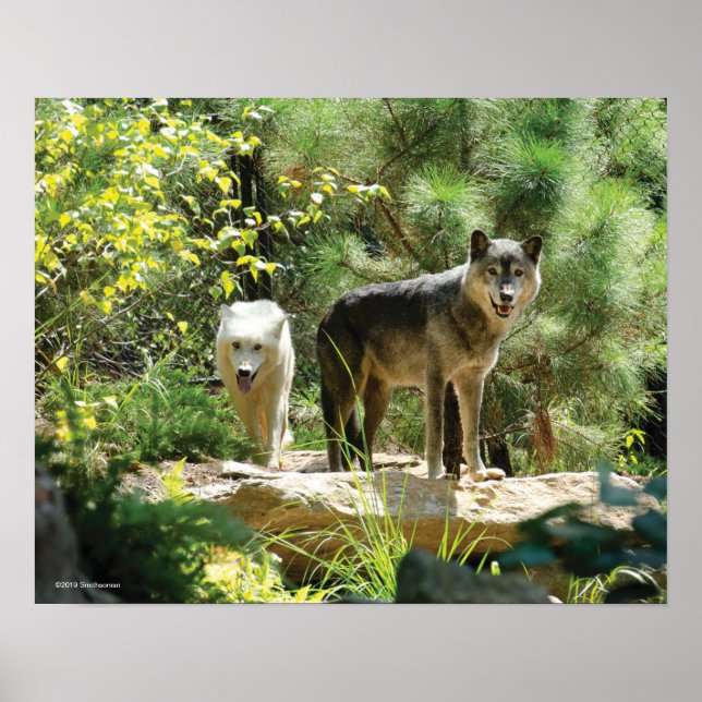 Poster Two Gray Wolves in Forest (Frente)
