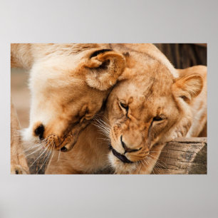 Pôster Two Lioness
