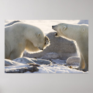 Poster Two Polar Bears