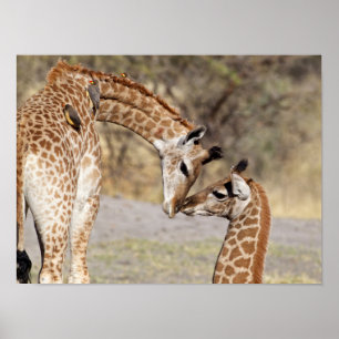 Poster Two Young Giraffes