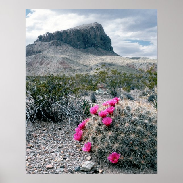 Pôster U.S.A., Texas, Parque Nacional Big Bend. Blooming (Frente)