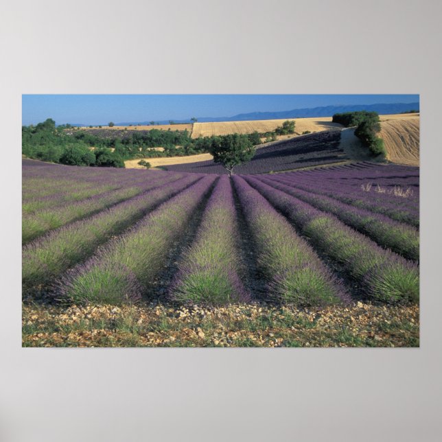 Pôster UE, França, Provença, Campos de lavanda 2 (Frente)