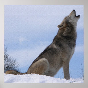 Poster Uivo de Lobo