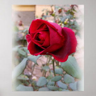 Pôster última rosa vermelha