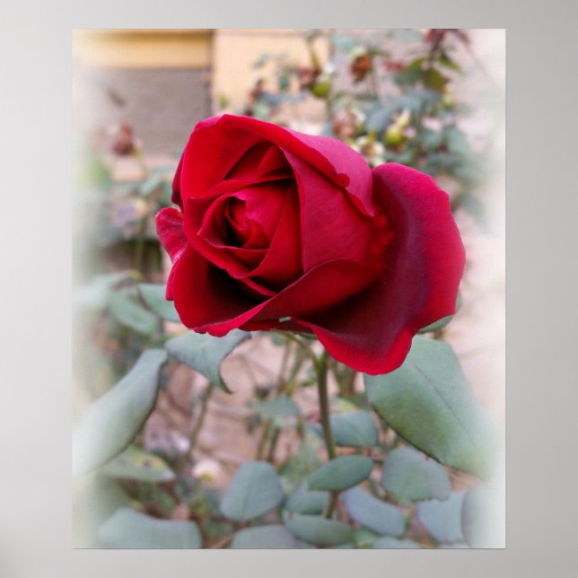Pôster última rosa vermelha (Frente)