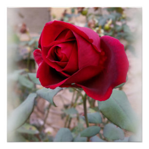 Pôster última rosa vermelha