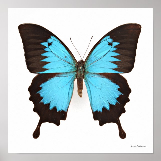 Poster Ulysses Butterfly (Frente)
