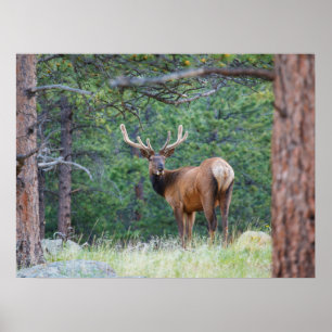 Poster Um Alce Olhando para Trás Montanhas Rochosas