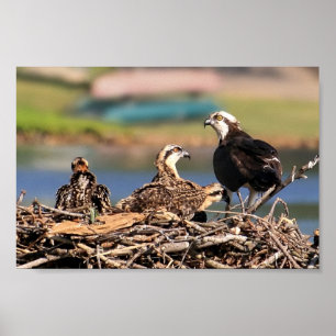 Pôster um assunto familiar