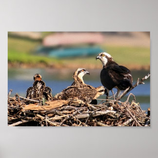 Pôster um assunto familiar