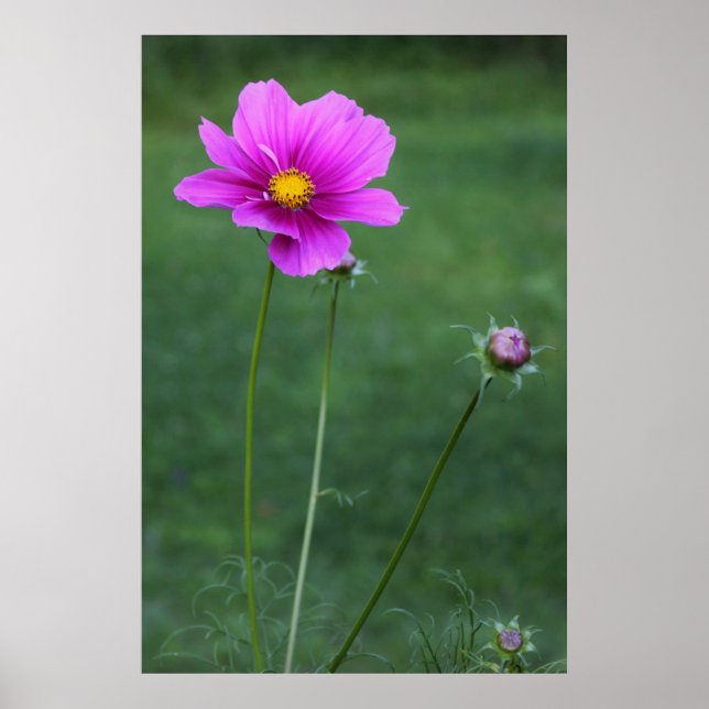 Poster Um áster mexicano (Frente)