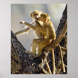 50 Imagens e Fotos de Macacos sorrindo, primatas babuínos, Engraçados