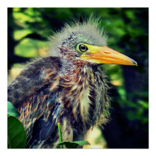 Pôster Um bebê herão verde