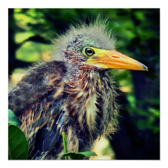 Pôster Um bebê herão verde (Frente)
