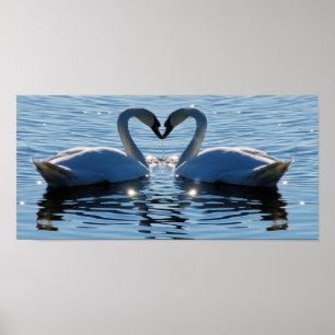 Poster Um beijo do coração da cisne da natação, refle