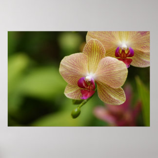 Pôster Um bom casal