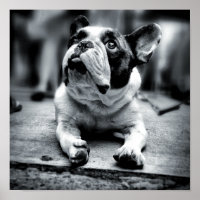 Um Bulldog Francês de Lil Esperas