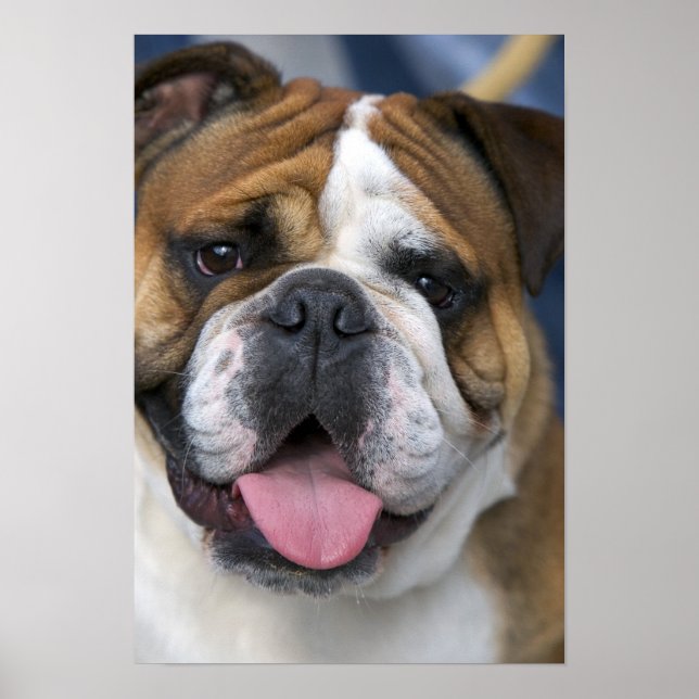 Pôster Um bulldog inglês na Bélgica. (Frente)