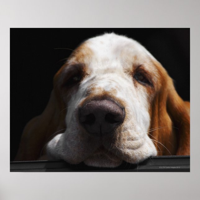 Pôster Um Caçador Basset descansando a cabeça (Frente)