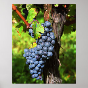 Poster Um cacho de uvas merlot maduras em uma videira com